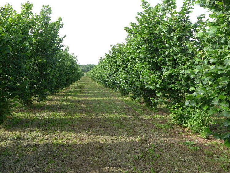 foto 5 del terreno