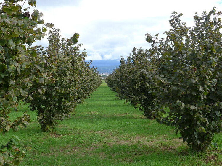 foto 3 del terreno